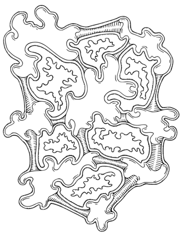 Vegepedia Abstract Pattern Coloring Page